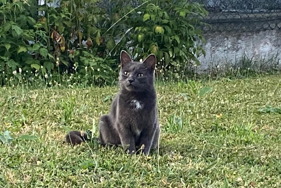 Fundmeldung Katze rassenmischung Weiblich Châtillon Schweiz