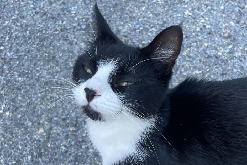 Fundmeldung Katze Unbekannt Conthey Schweiz Fundmeldung Katze Unbekannt Conthey Schweiz
