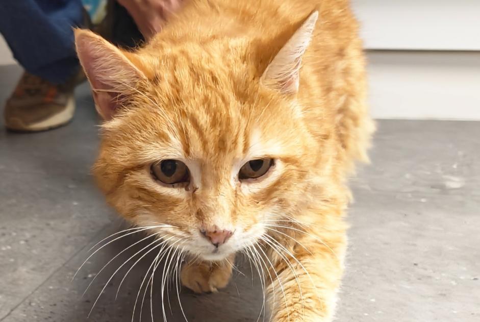Fundmeldung Katze Männliche Vernayaz Schweiz Fundmeldung Katze Männliche Vernayaz Schweiz
