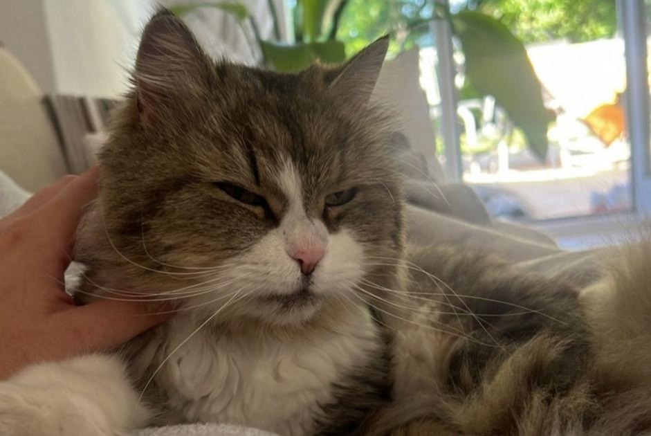 Vermisstmeldung Katze Weiblich , 17 jahre Grandson Schweiz Vermisstmeldung Katze Weiblich , 17 jahre Grandson Schweiz