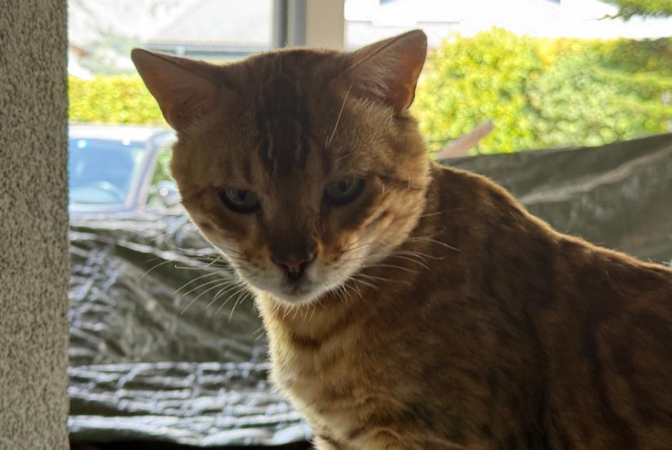Discovery alert Cat  Male Fully Switzerland