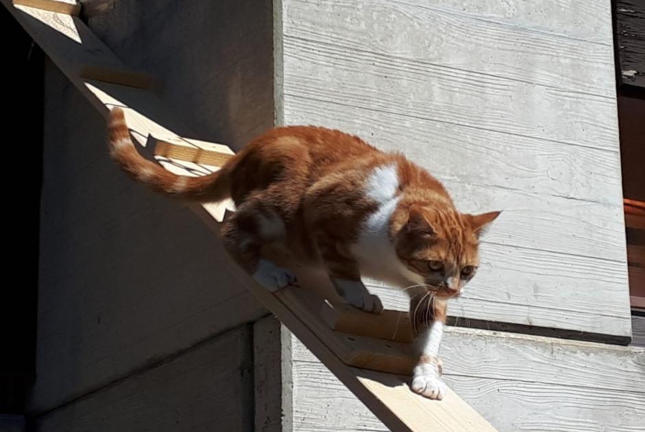 Disappearance alert Cat Male , 6 years Mont-Noble Switzerland