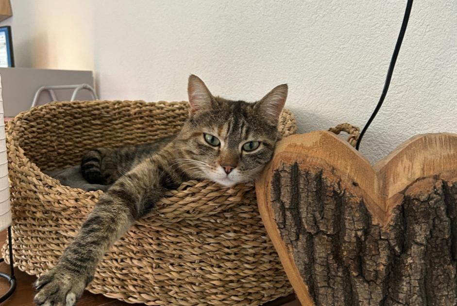 Disappearance alert Cat miscegenation Female , 4 years Troistorrents Switzerland