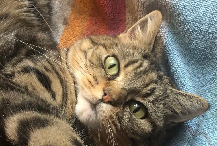 Disappearance alert Cat miscegenation Female , 13 years Penthalaz Switzerland Disappearance alert Cat miscegenation Female , 13 years Penthalaz Switzerland