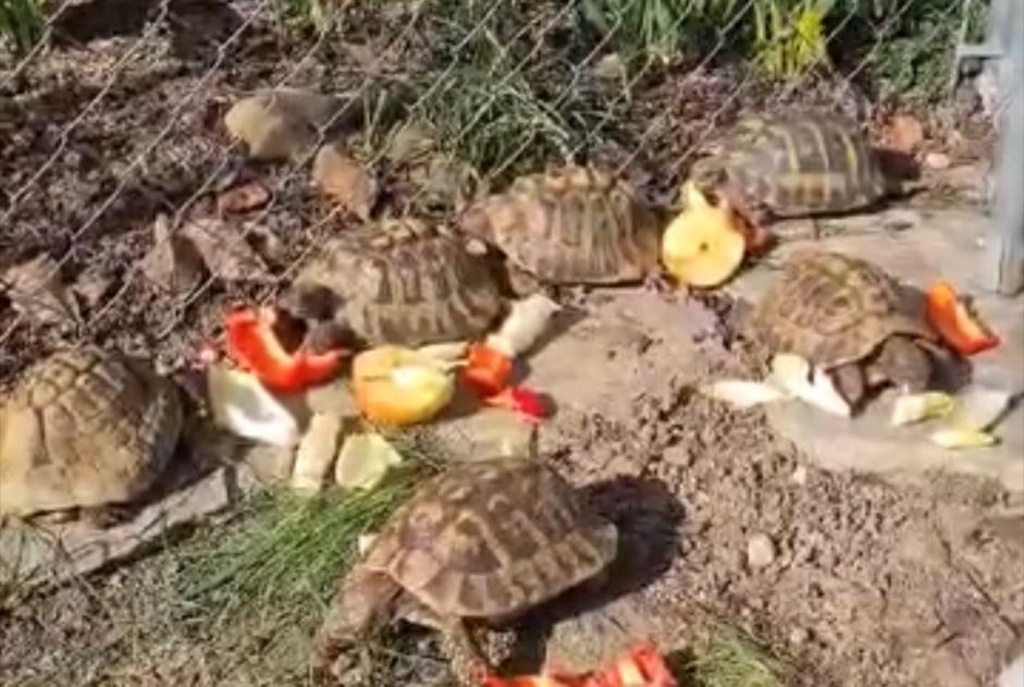 Disappearance alert Tortoise Male , 2026 years Cressier Switzerland Disappearance alert Tortoise Male , 2026 years Cressier Switzerland