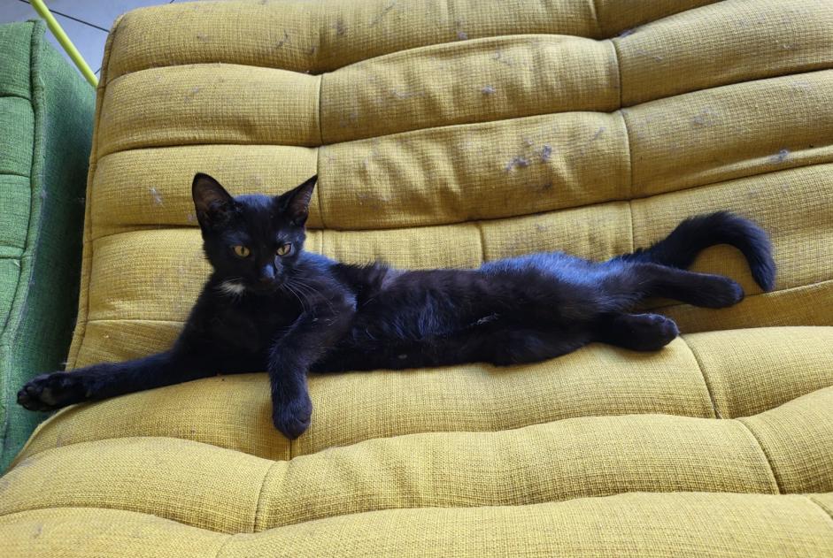 Alerta de Desaparición Gato Hembra , 0 años Flanthey Suiza Alerta de Desaparición Gato Hembra , 0 años Flanthey Suiza