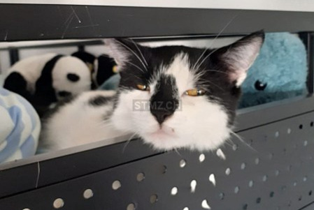 Alerte Disparition Chat Femelle , 1 ans Fribourg Suisse Alerte Disparition Chat Femelle , 1 ans Fribourg Suisse