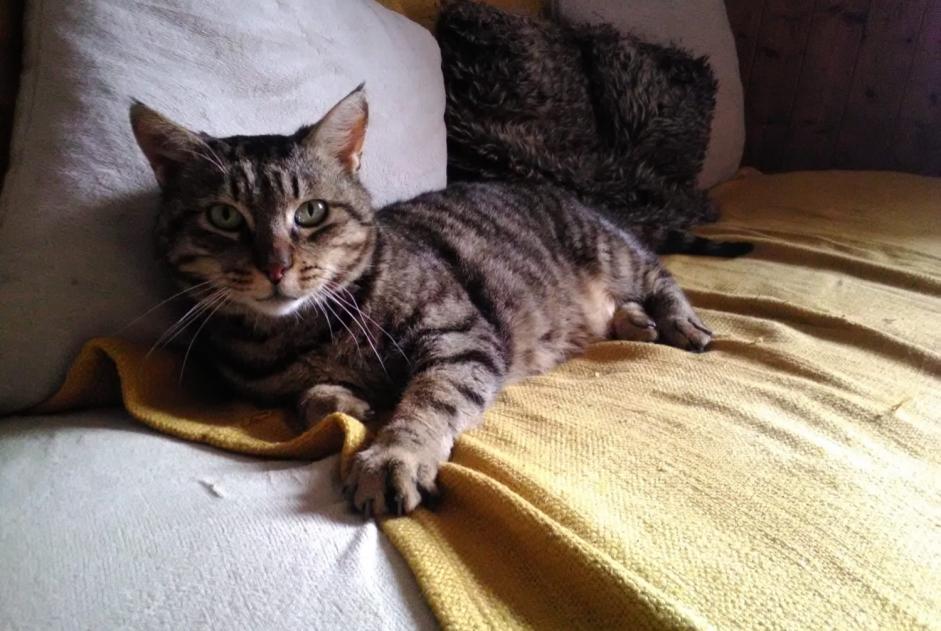 Alerte Disparition Chat croisement Mâle , 5 ans Crans-Montana Suisse Alerte Disparition Chat croisement Mâle , 5 ans Crans-Montana Suisse