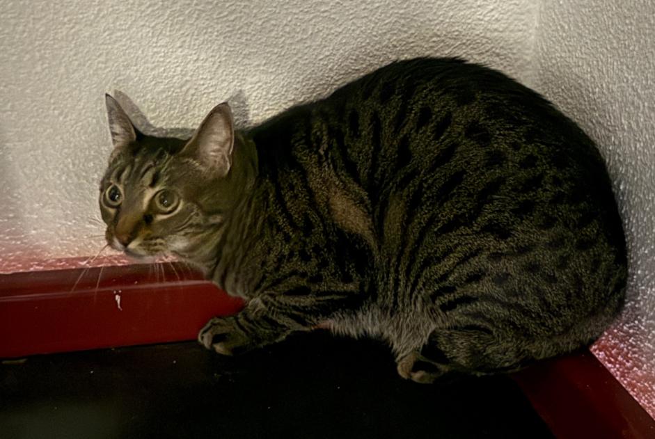 Alerte Découverte Chat Inconnu Meyrin Suisse Alerte Découverte Chat Inconnu Meyrin Suisse