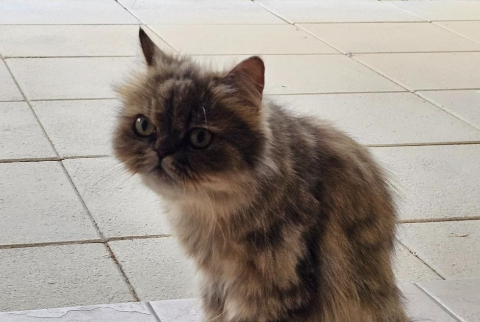 Alerte Découverte Chat  Femelle Martigny Suisse