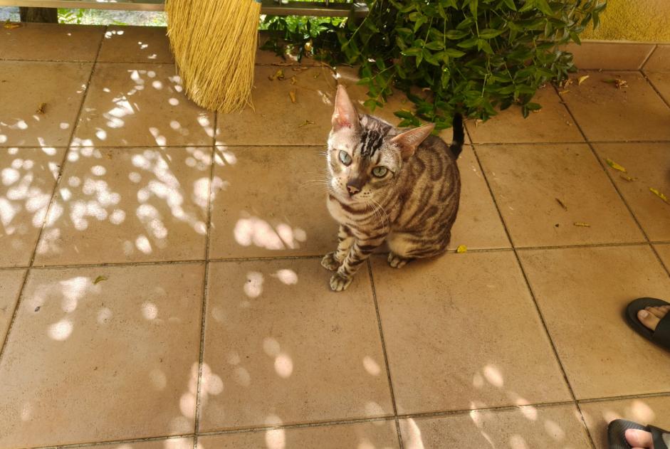 Alerte Découverte Chat Mâle Morges Suisse Alerte Découverte Chat Mâle Morges Suisse