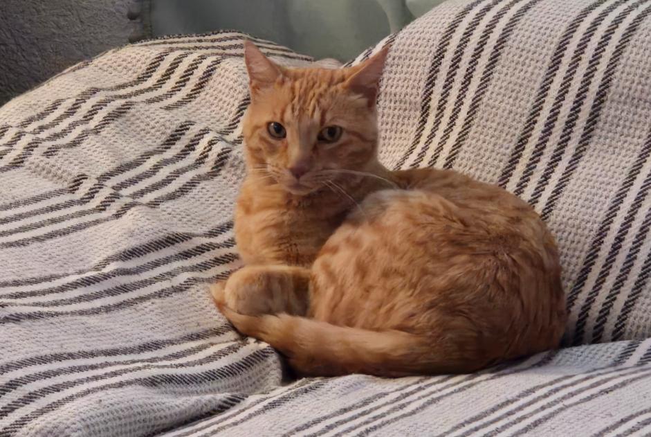 Alerte Découverte Chat Mâle Founex Suisse Alerte Découverte Chat Mâle Founex Suisse