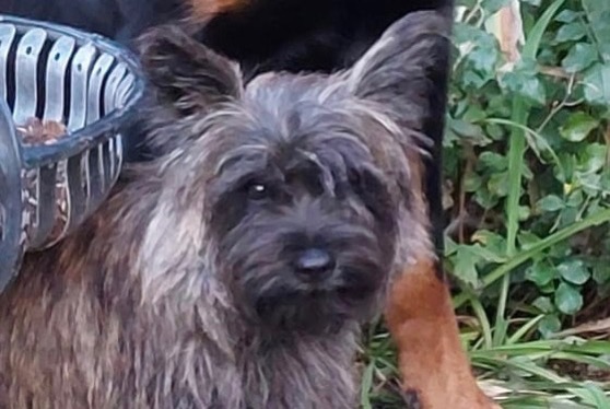 Alerte Disparition Chien  Femelle , 3 ans Evolène Suisse