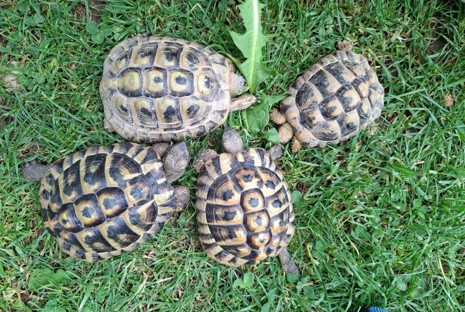 Alerte Disparition Tortue Mâle , 2026 ans Val Terbi Suisse