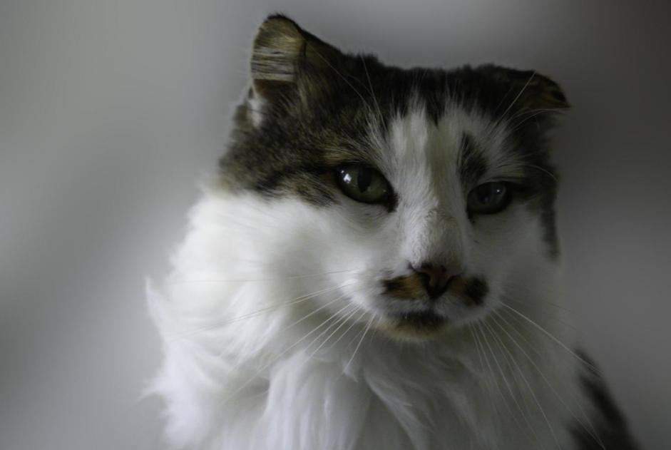 Avviso scomparsa Gatto incrocio di razze Maschio , 16 anni Cugy Svizzera