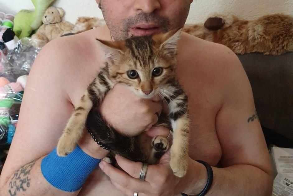 Avviso scomparsa Gatto incrocio di razze Maschio , 0 anni Vully-les-Lacs Svizzera Avviso scomparsa Gatto incrocio di razze Maschio , 0 anni Vully-les-Lacs Svizzera