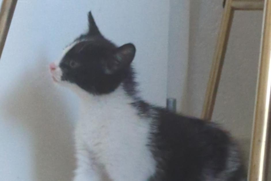 Avviso Ritrovamento Gatto Non conosciuta , Tra 4 e 6 mesi Riaz Svizzera Avviso Ritrovamento Gatto Non conosciuta , Tra 4 e 6 mesi Riaz Svizzera