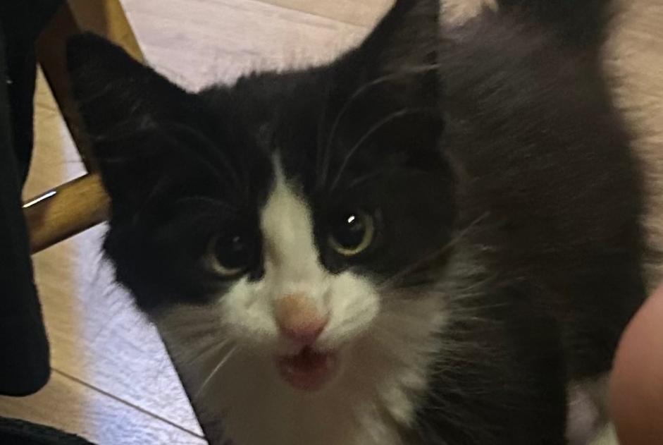 Avviso Ritrovamento Gatto Maschio Moudon Svizzera Avviso Ritrovamento Gatto Maschio Moudon Svizzera