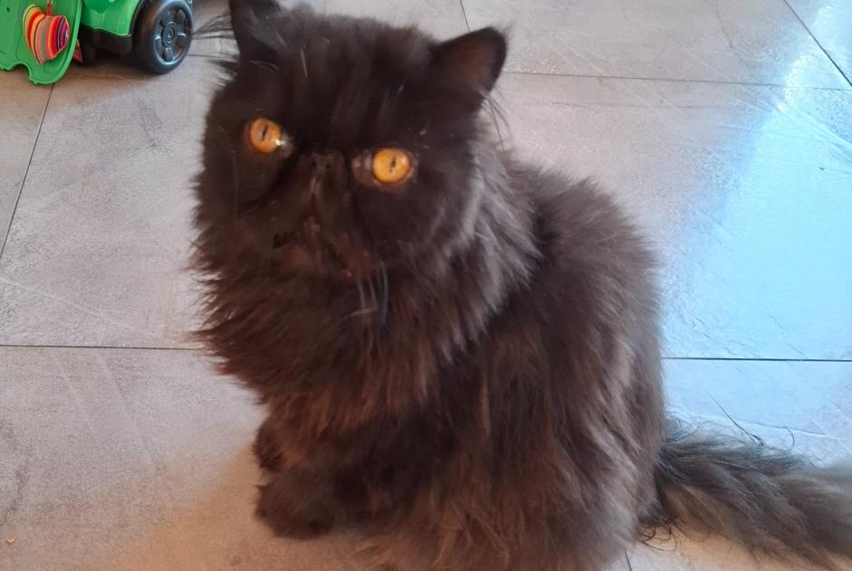 Avviso Ritrovamento Gatto Non conosciuta Yverdon-les-Bains Svizzera Avviso Ritrovamento Gatto Non conosciuta Yverdon-les-Bains Svizzera