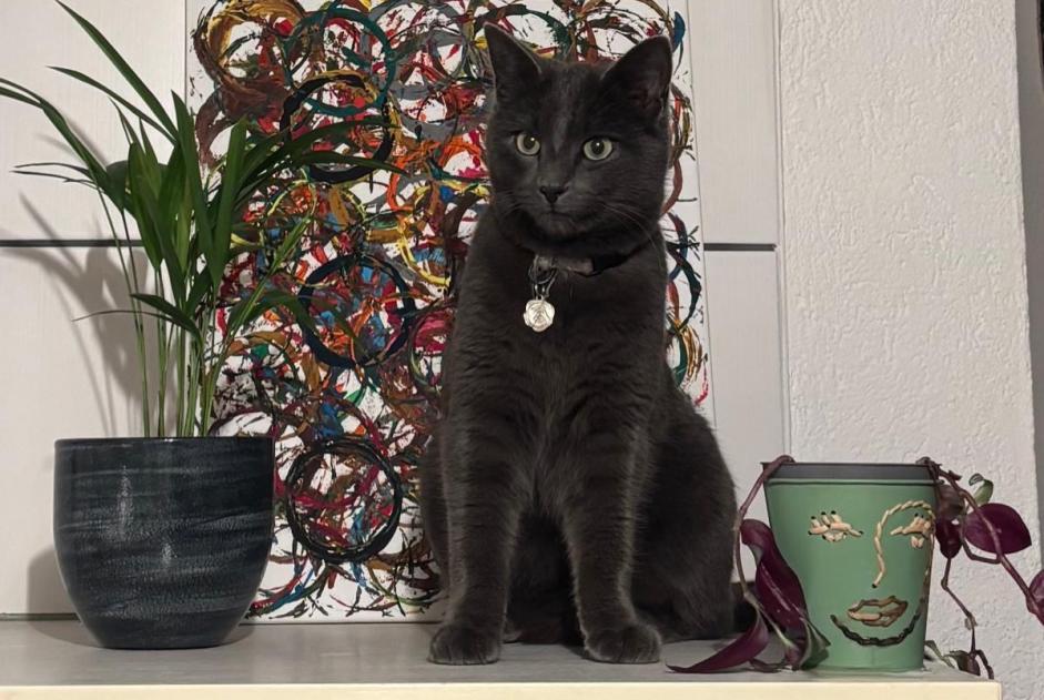 Verdwijningsalarm Kat  Mannetje , 2 jaar Orsières Zwitserland