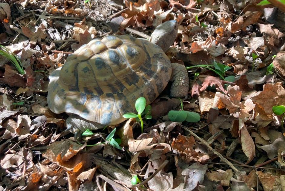 Verdwijningsalarm Schildpad Mannetje , 2026 jaar Monthey Zwitserland