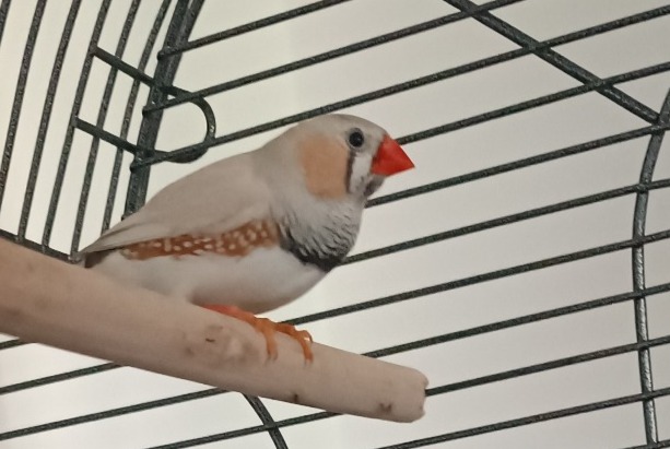 Ontdekkingsalarm Vogel Onbekend Sion Zwitserland