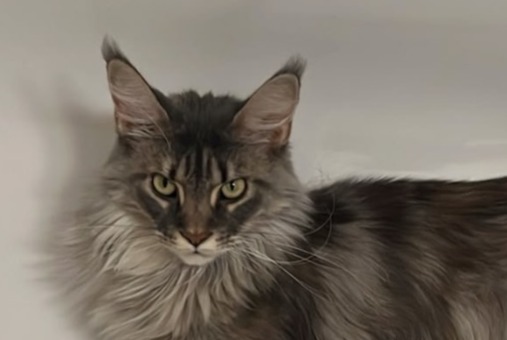 Alerta desaparecimento Gato Fêmea , 2 anos Lutry Switzerland Alerta desaparecimento Gato Fêmea , 2 anos Lutry Switzerland