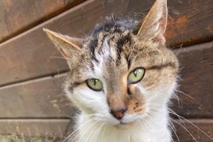 Alerta descoberta Gato Desconhecido Le Landeron Switzerland Alerta descoberta Gato Desconhecido Le Landeron Switzerland